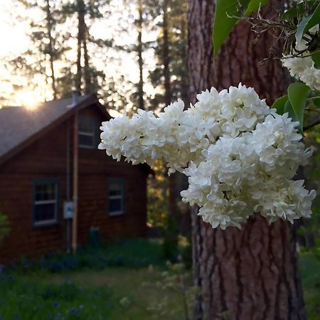 Ahwahnee-Be Vintage Cabin - Walk To Town! Айділлвайлд Екстер'єр фото